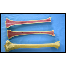 Bone Used for Teaching and Practice (Tibia)